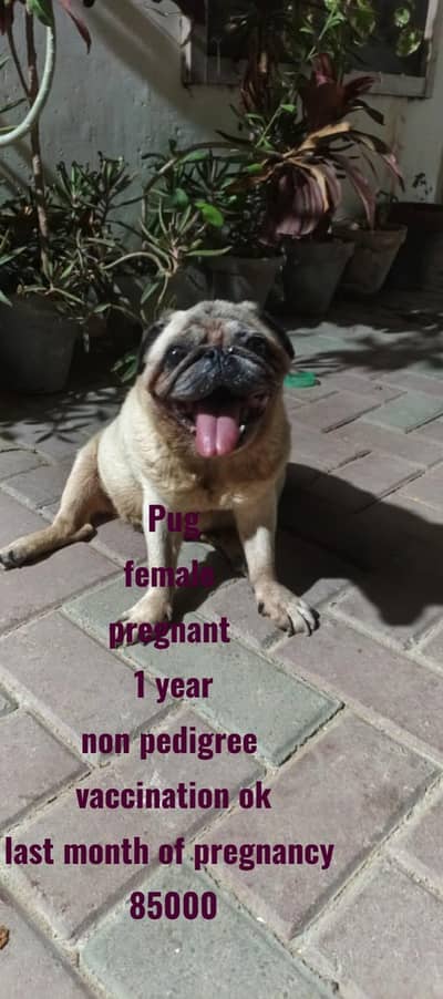 Poodle puppy  | Pug female |  Golden Russain puppy | dog puppies