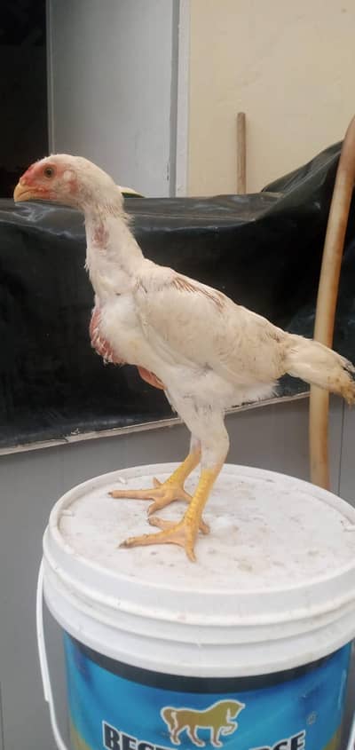 white Shamo chicks available 2 months old