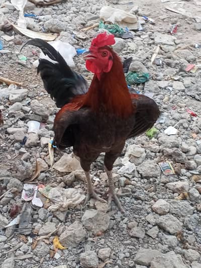 Healthy aseel juri for sale