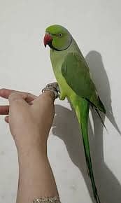 green parrot pair_ hand tame parrot | birds for sale