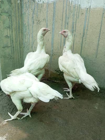 Heera Aseel Females madiyan  per piece 6500
