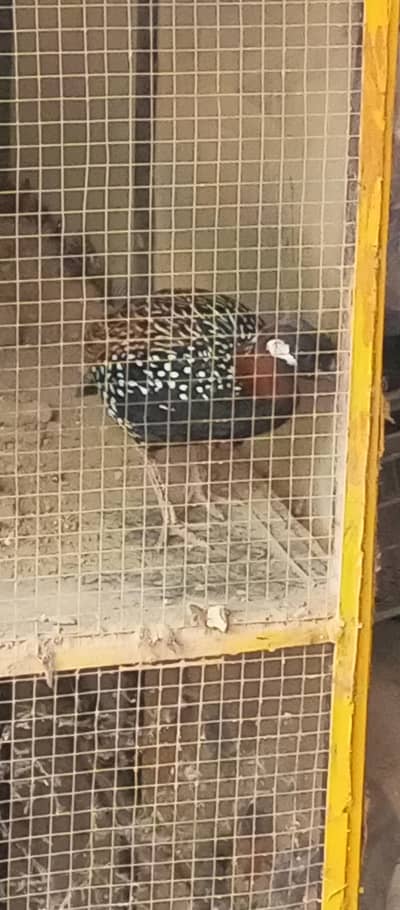 kala teeter Bolta hoya 1 ghanta ma 400 dafa Bolta ha
