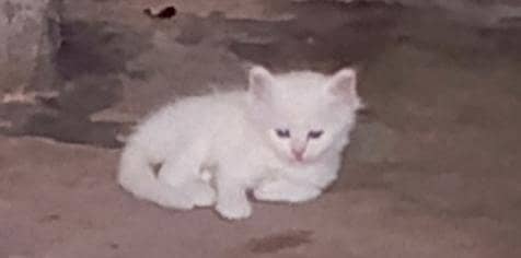 Persian 3