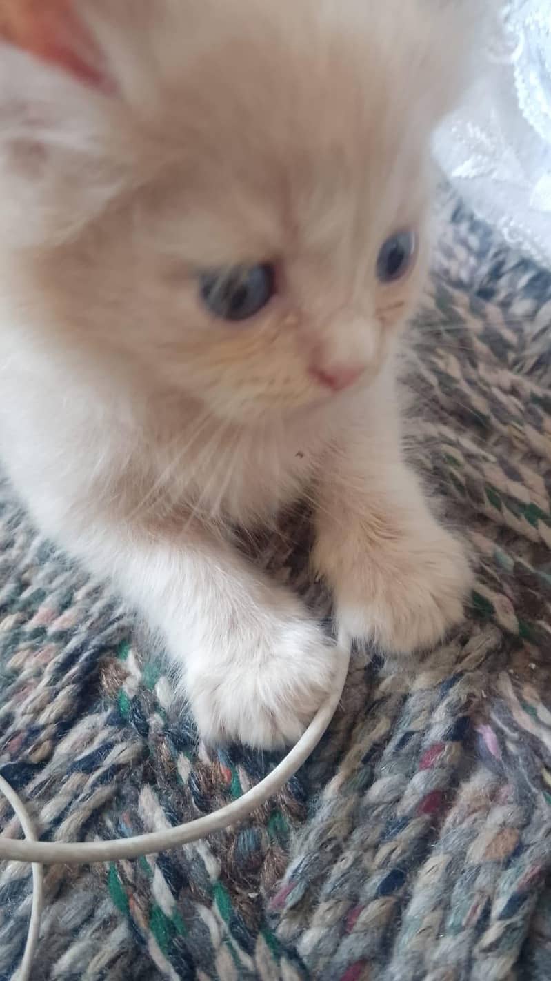 Persian 5