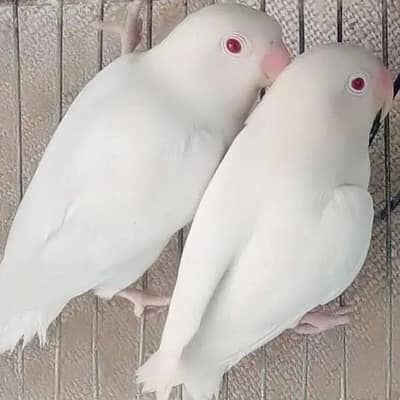 Yellow Fisher, Green Fisher, Comon Lutino, Albino
