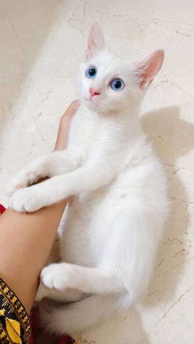 Beautiful Turkish angora female kitten