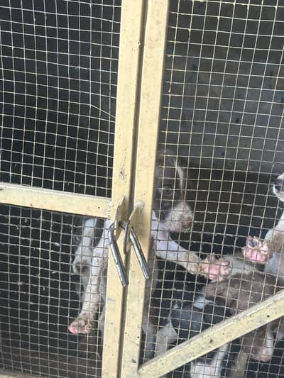 English pointer puppies