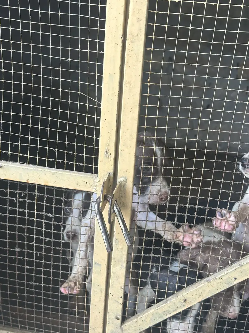 English pointer puppies