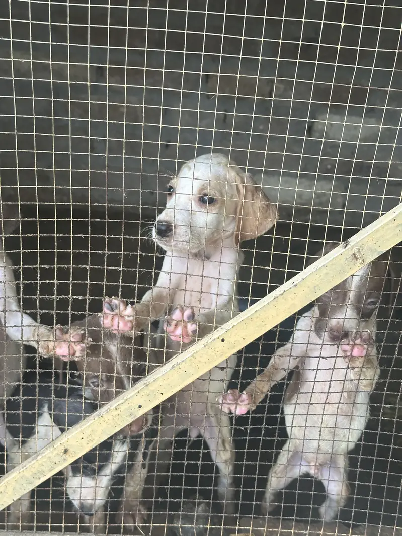 English pointer puppies — photo 2