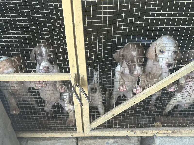 English pointer puppies — photo 3