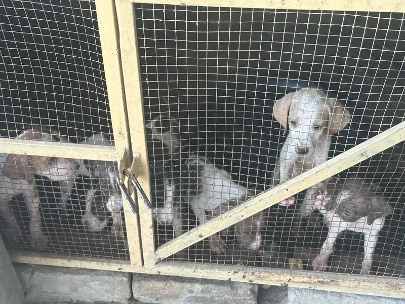 English pointer puppies — photo 4