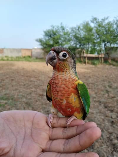 hand tamed,fly tamed conure available