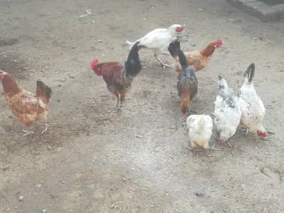 golden desi murghi for sale