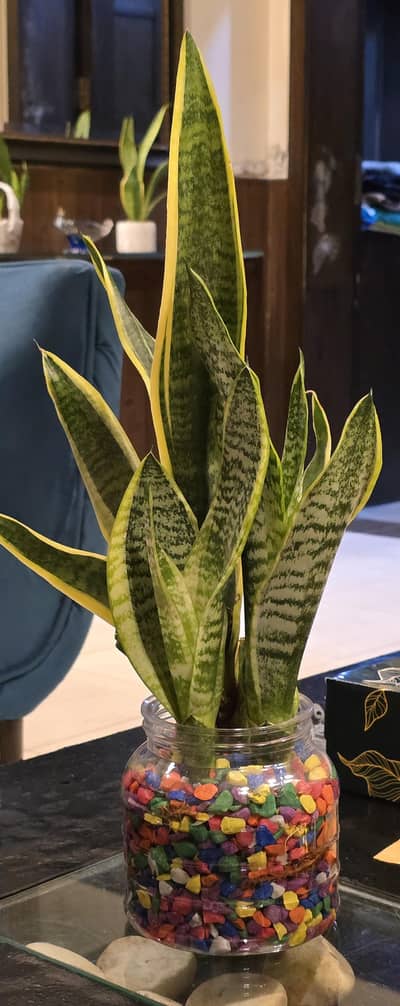 Snake Plant ( Mother of Law Tongue )