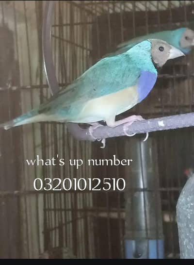 Goldin blue mail for sale