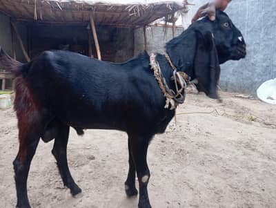 Bakra/chatra/Dumba/Breeder/Kherra/Goat/Sheep for sell