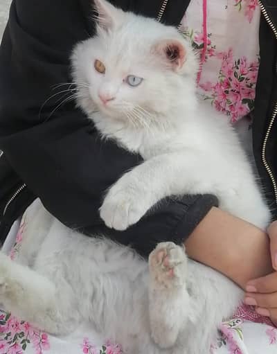heterochromia eyes
