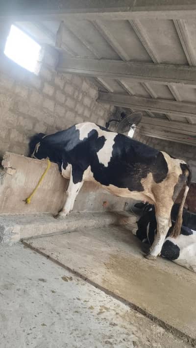 Pure Holiston Fresion cow.