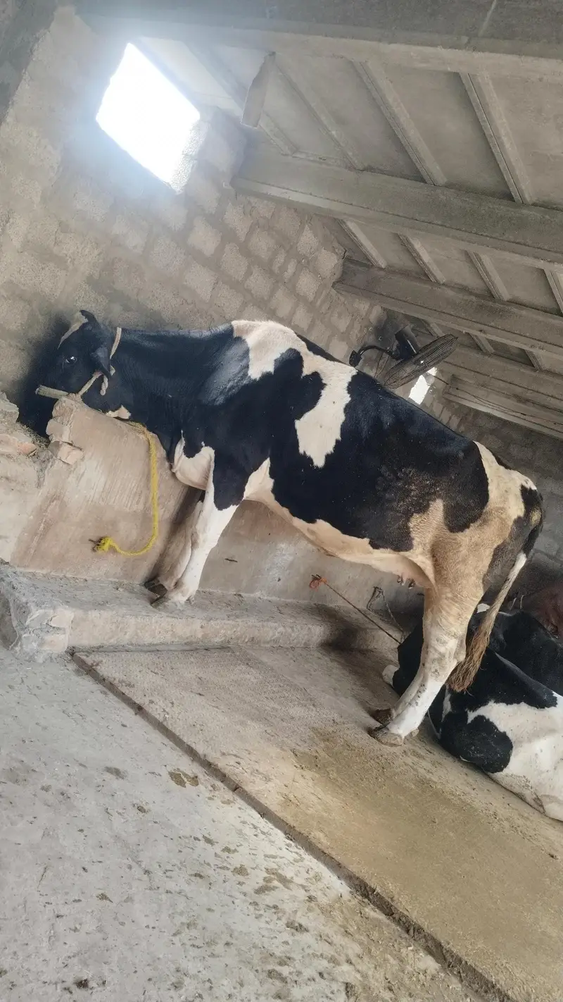 Pure Holiston Fresion cow. — photo 2