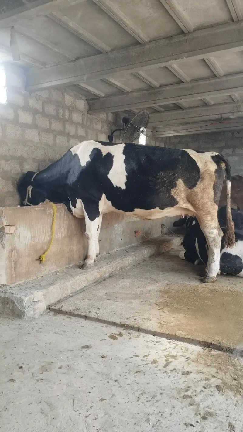 Pure Holiston Fresion cow. — photo 3