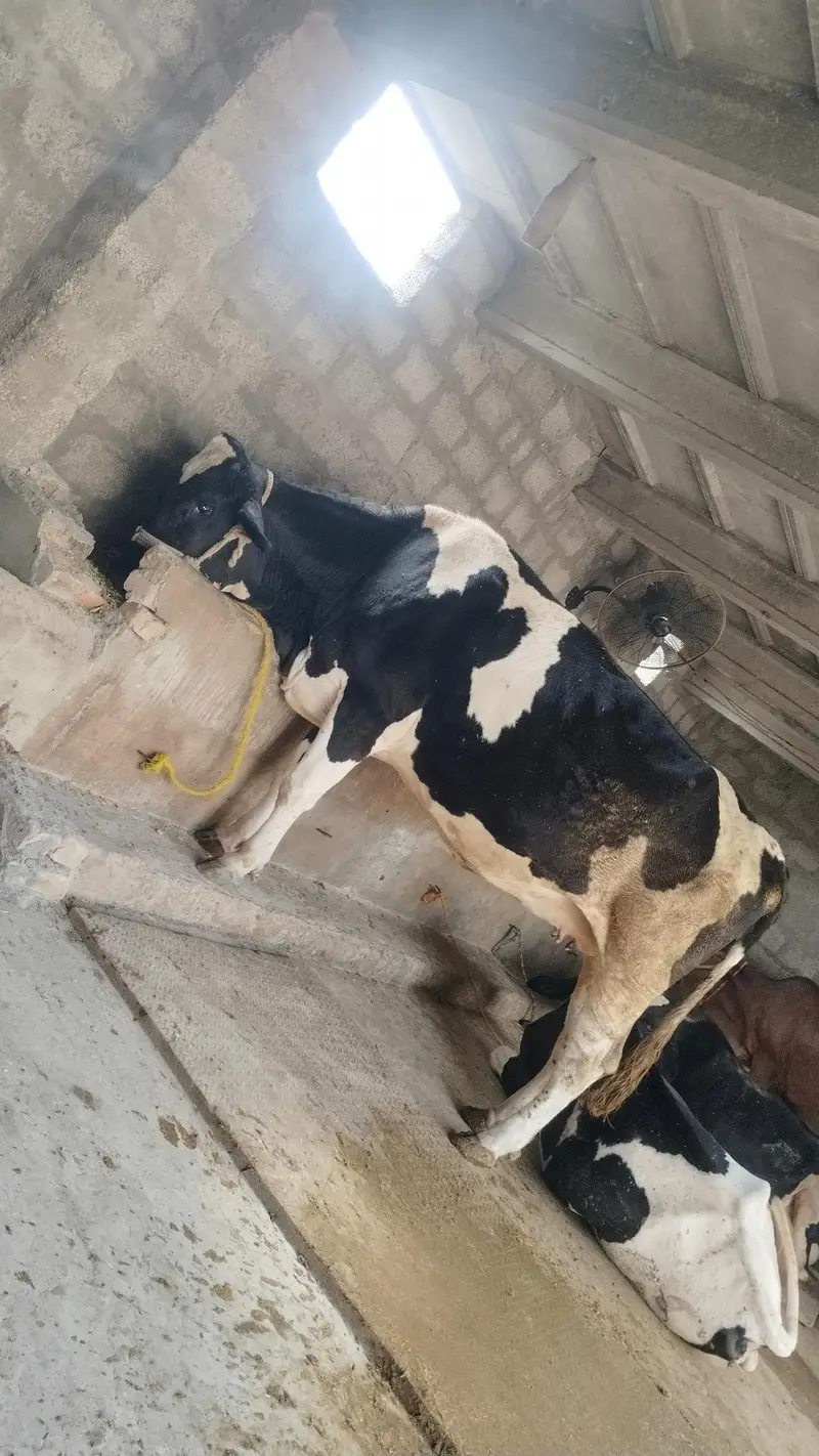 Pure Holiston Fresion cow. — photo 4