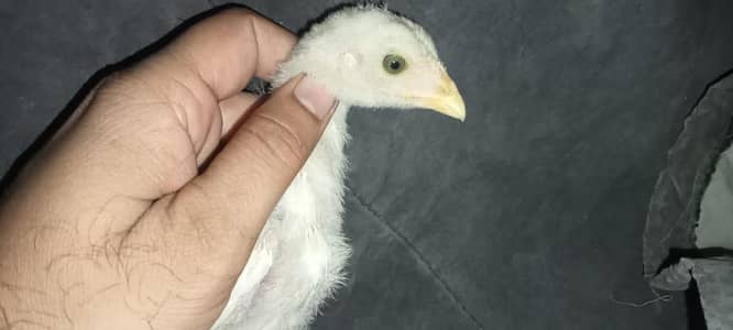 Heera chicks / Mushka Aseel
