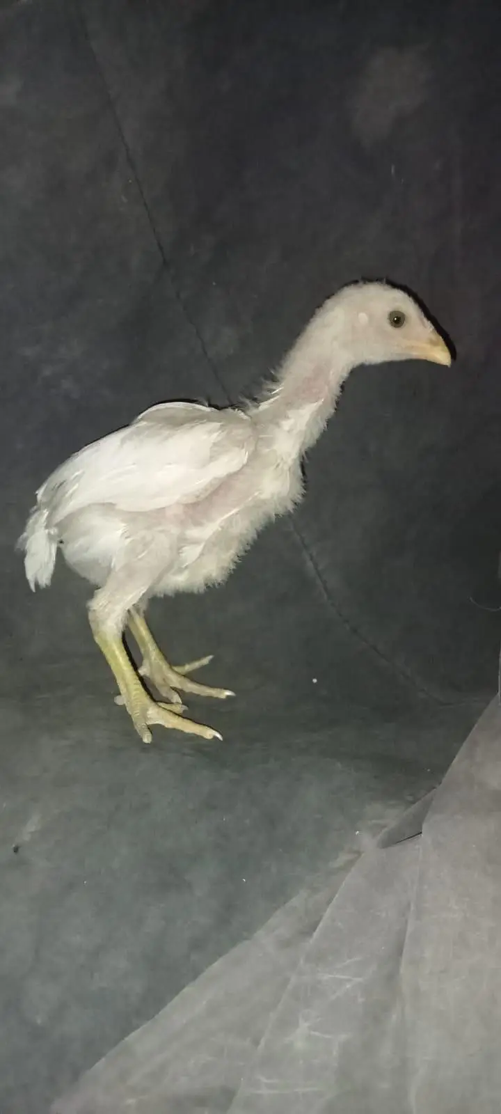 Heera chicks / Mushka Aseel — photo 2