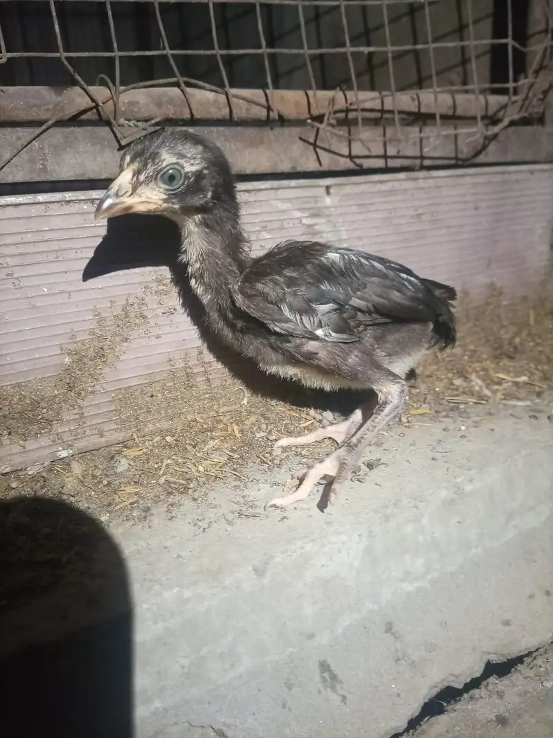 Heera chicks / Mushka Aseel — photo 4