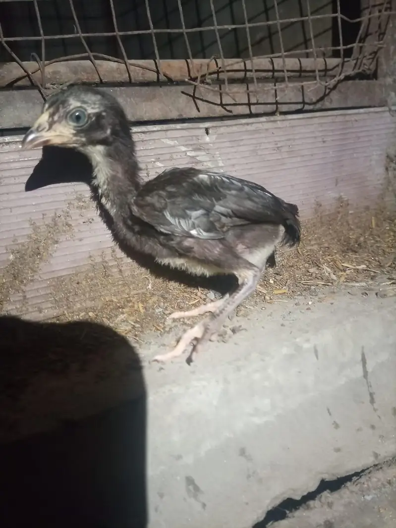 Heera chicks / Mushka Aseel — photo 5