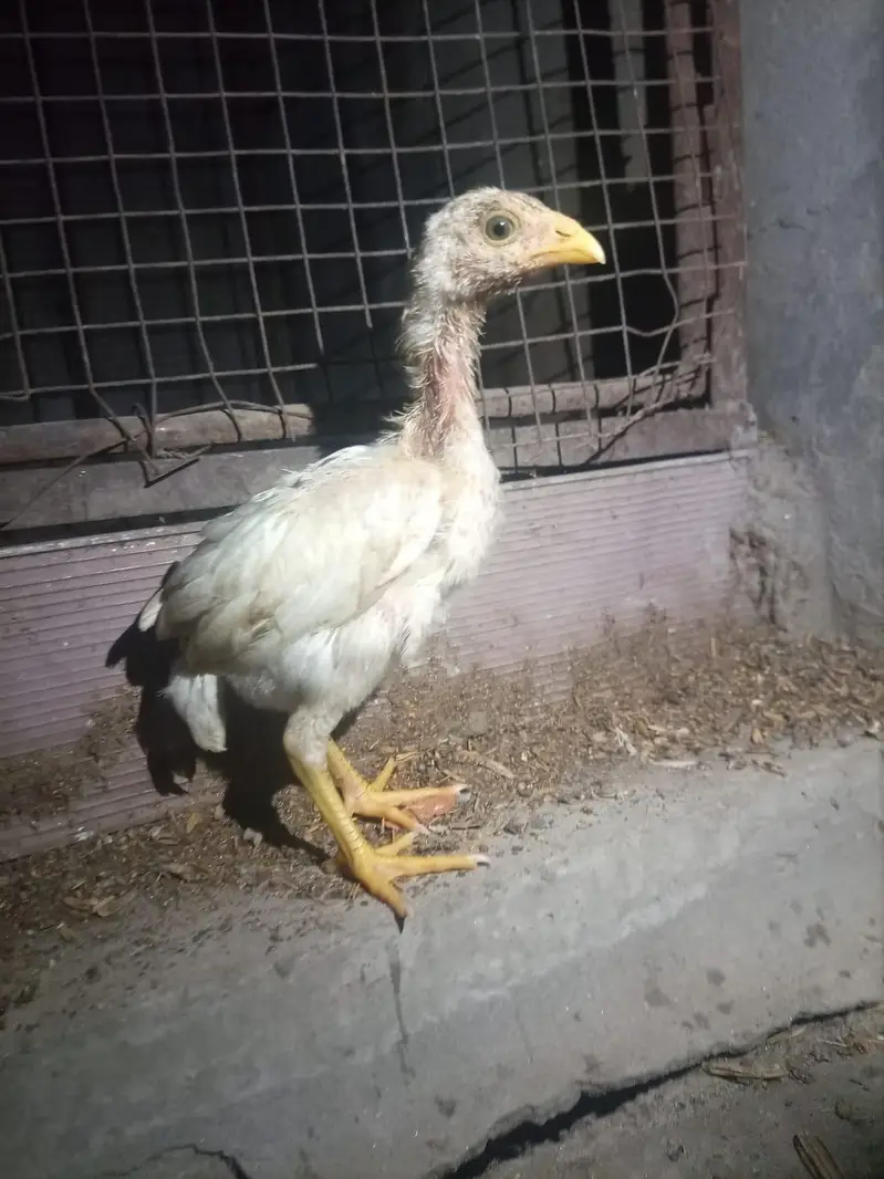 Heera chicks / Mushka Aseel — photo 6