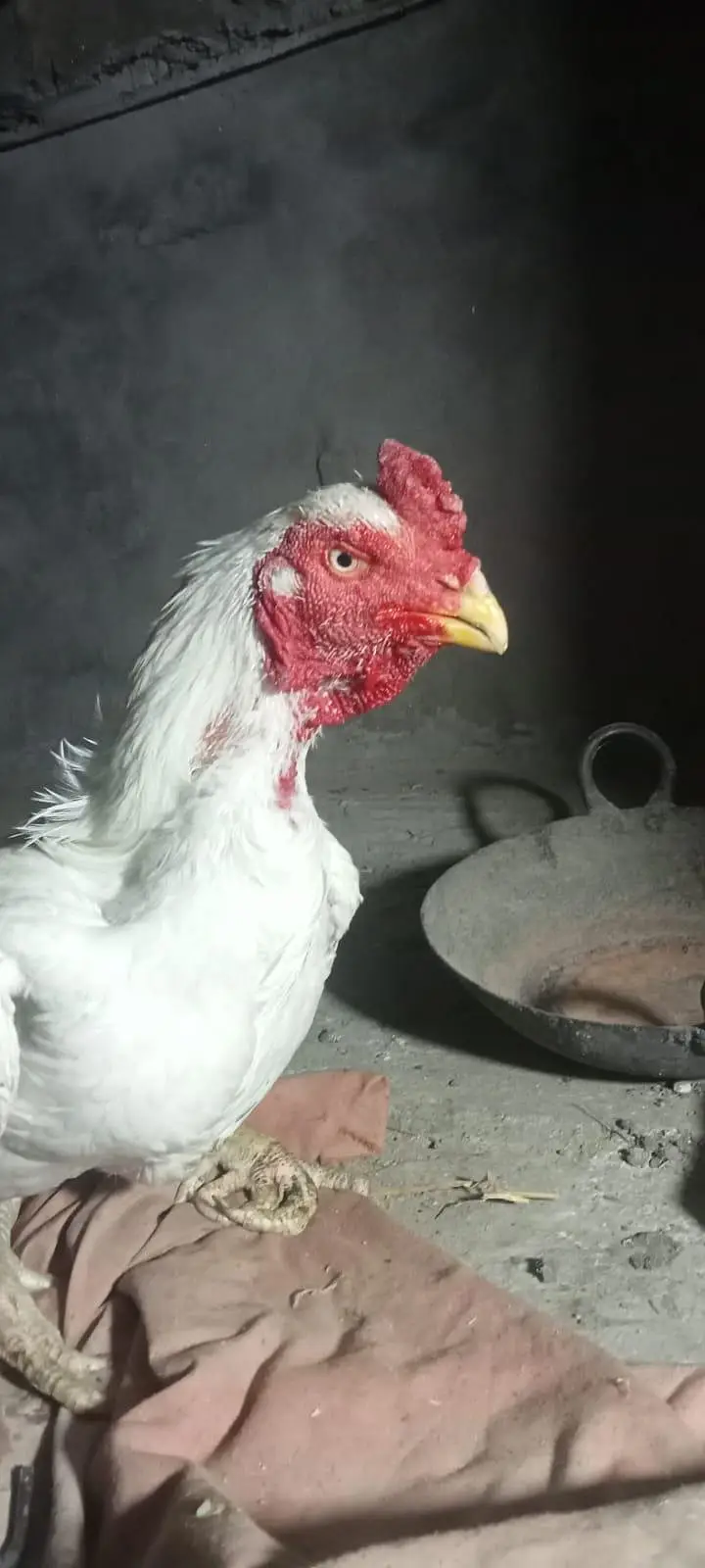 Heera chicks / Mushka Aseel — photo 7