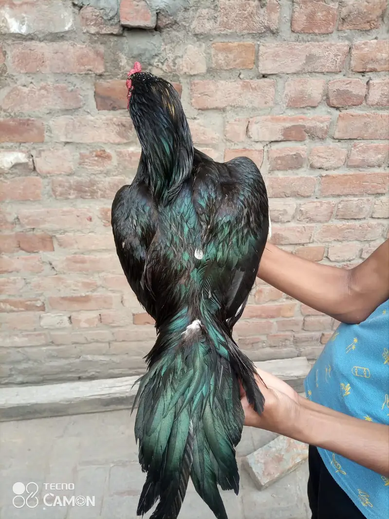 Heera chicks / Mushka Aseel — photo 8