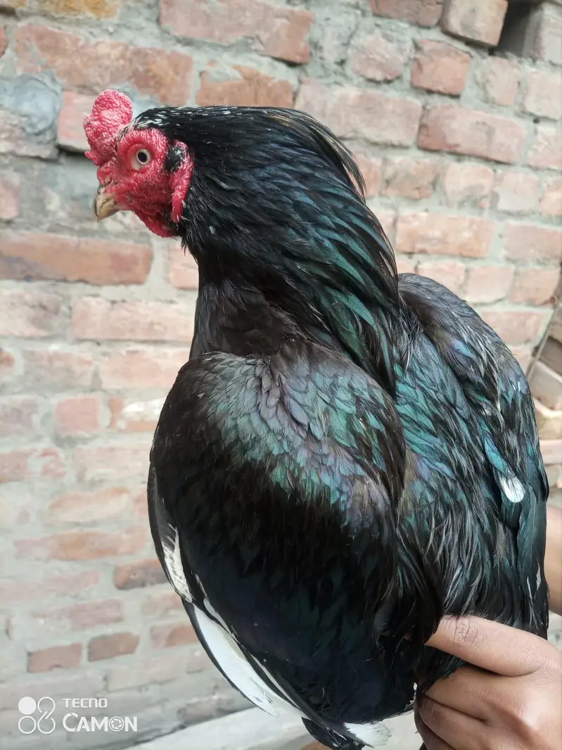 Heera chicks / Mushka Aseel — photo 9