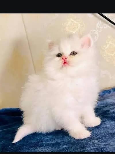 (Persian female kitten) (for sale all) (Pakistan delivery available)