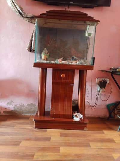 fish equrieam