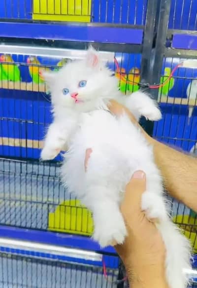 (Persian female kitten) (for sale all) (Pakistan delivery available)