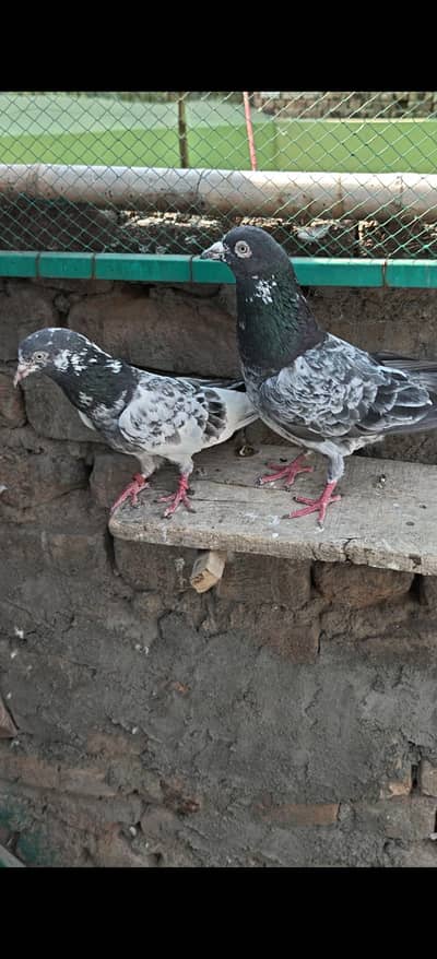 pigeon 2500 pair