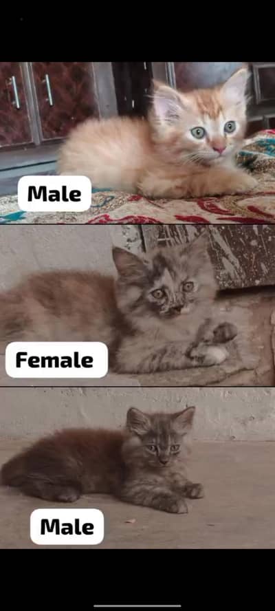 Highly adorable simple call 03719207373 or Whatsapp 03176550705