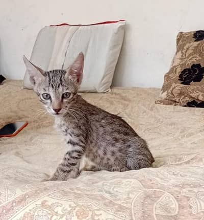 Tobby cat for sale