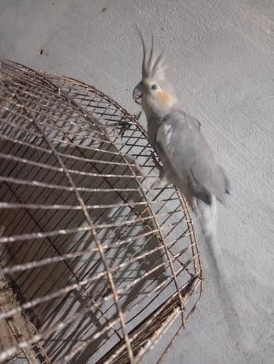 single cockatiel parrot sell