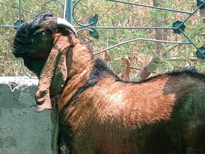 Nagra Breeder Male 4 Dant