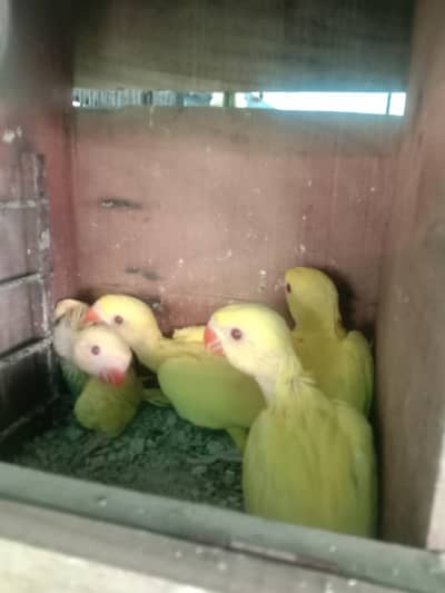 Ringneck