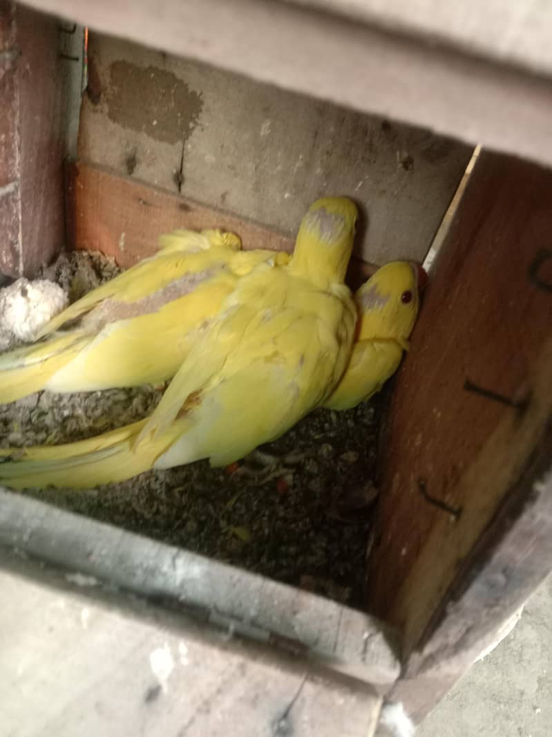 Ringneck 1