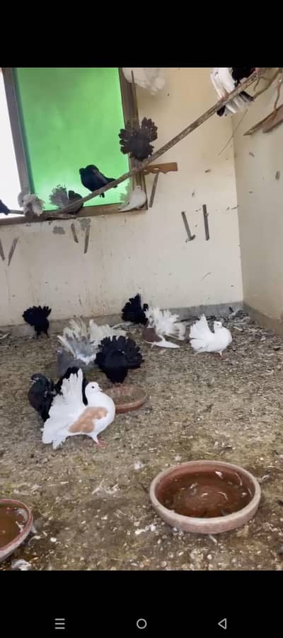 Bohat hi payare lucky pair for sale full setup