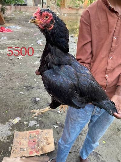 aseel lasani line murgi and murga for sale