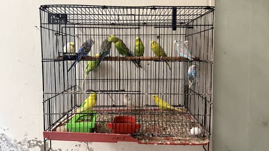 Master Cages For Sale