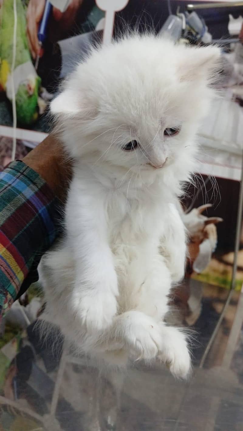 persion cat 0