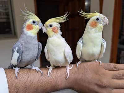 3 Hand tamed Cockatiel Parrots for Sale