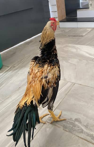 Aseel java murga high quality breed
