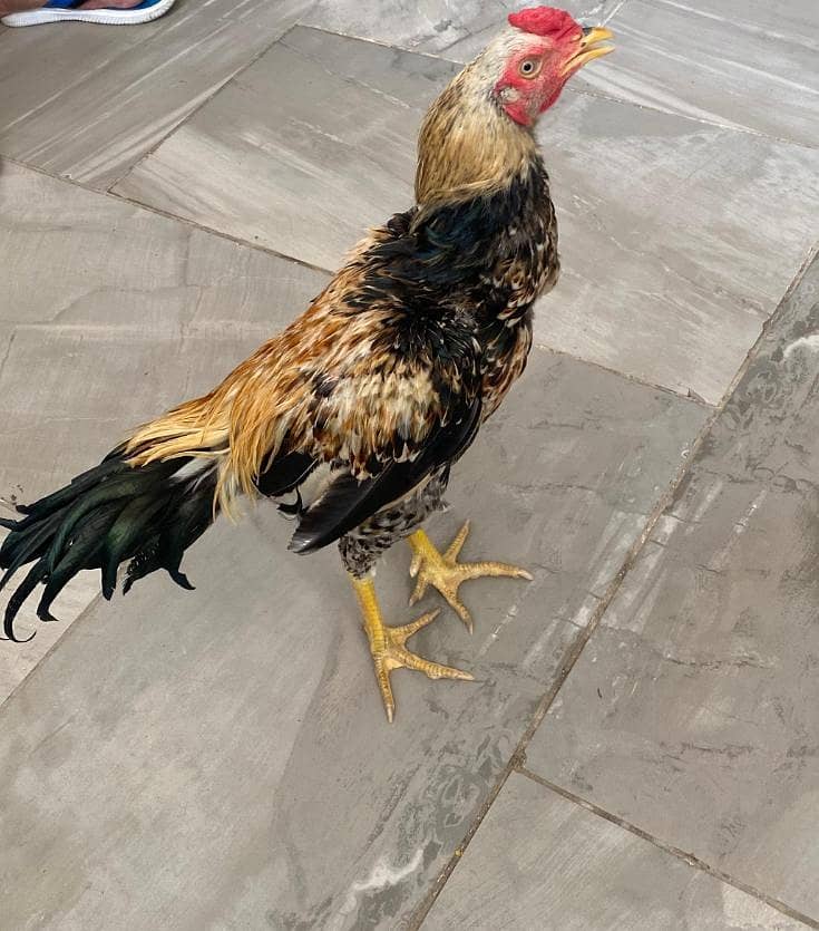 Aseel java murga high quality breed 1